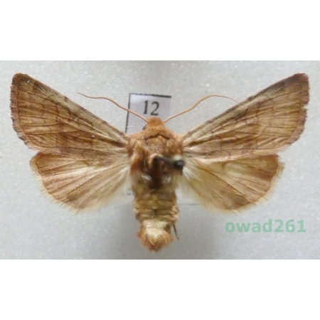 Sideridis lampra (Schawerda, 1913) Czech12